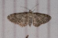 Eupithecia vulgata