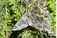 Ecliptopera silaceata