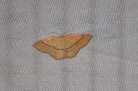 Cyclophora linearia