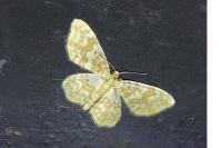 Hydrelia flammeolaria