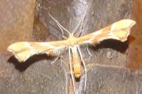 Cnaemidophorus rhododactylus