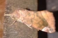 Cosmia pyralina
