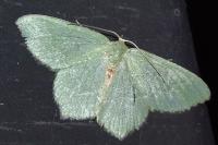 Hemithea aestivaria