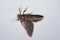 Aglossa pinguinalis
