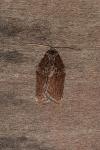 Acleris hastiana