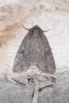 Fissipunctia ypsillon
