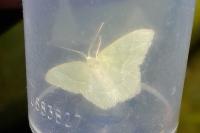 Hemithea aestivaria