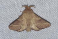 Malacosoma neustria