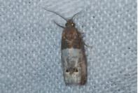 Notocelia roborana
