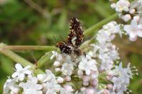 Thyris fenestrella