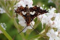 Thyris fenestrella