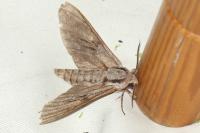 Hyloicus pinastri