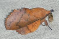 Gastropacha quercifolia