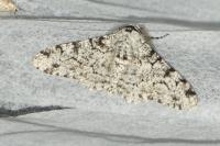 Biston betularia