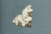 Xanthorhoe fluctuata