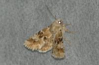 Eremobia ochroleuca