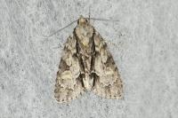 Acronicta strigosa