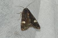 Melanchra persicariae