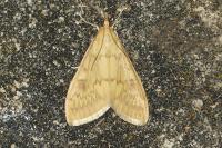 Ostrinia nubilalis