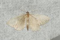 Philereme vetulata