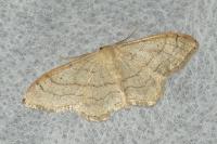 Idaea aversata