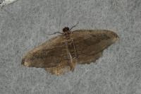 Philereme transversata