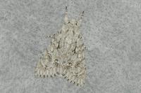 Acronicta aceris