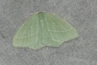Hemistola chrysoprasaria