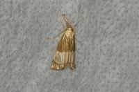 Chrysocrambus linetella