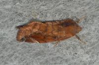 Cosmia pyralina