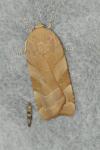 Noctua fimbriata