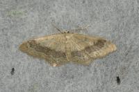 Idaea aversata