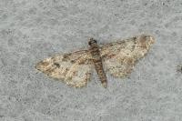 Gymnoscelis rufifasciata