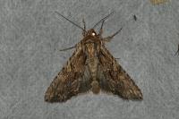 Apamea monoglypha monoglypha