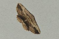 Menophra abruptaria