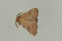 Malacosoma neustria