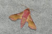 Deilephila porcellus