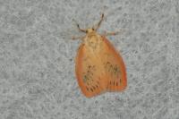 Miltochrista miniata
