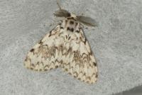 Lymantria monacha