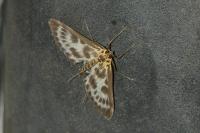 Anania hortulata
