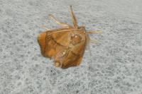 Apoda limacodes