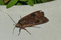Noctua pronuba