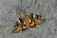 Catocala fulminea