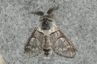 Furcula bifida