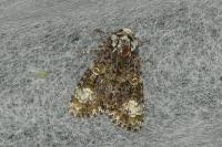 Craniophora ligustri