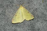 Opisthograptis luteolata