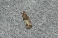Spilonota ocellana