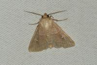 Mythimna albipuncta