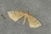 Gandaritis pyraliata