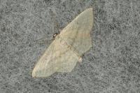 Scopula nigropunctata